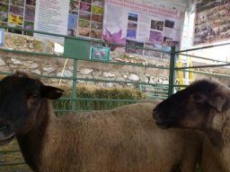 phoca_thumb_l_dsc_0061