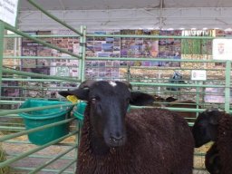 phoca_thumb_l_dsc_0065