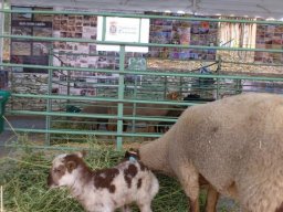 phoca_thumb_l_dsc_0068