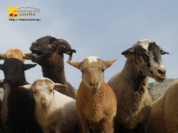 phoca_thumb_l_053b