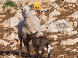 phoca_thumb_l_2200c