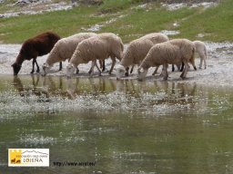 phoca_thumb_l_220lo