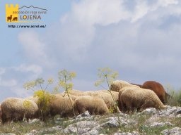 phoca_thumb_l_254b
