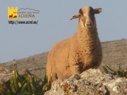 phoca_thumb_l_2572b