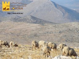 phoca_thumb_l_279b