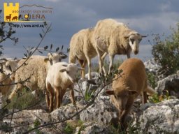phoca_thumb_l_3036b
