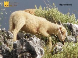 phoca_thumb_l_311b
