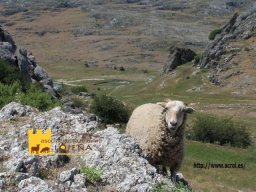 phoca_thumb_l_385