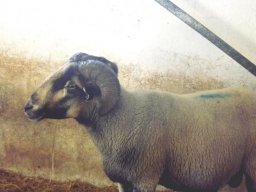 phoca_thumb_l_ea47245