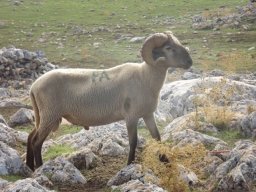 phoca_thumb_l_fa32637