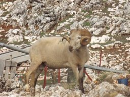 phoca_thumb_l_fa51291.2