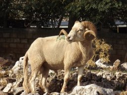 phoca_thumb_l_fa51291