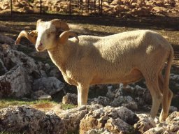 phoca_thumb_l_fa51297