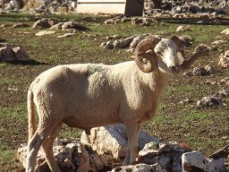 phoca_thumb_l_fa68939