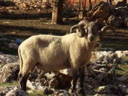 phoca_thumb_l_fa69851