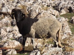 phoca_thumb_l_fa89985