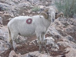 phoca_thumb_l_o46475