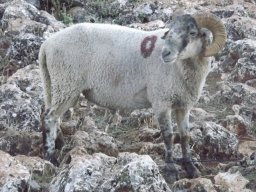 phoca_thumb_l_o93361