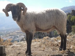 phoca_thumb_l_rf69335.2