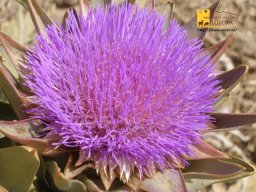 phoca_thumb_l_169b
