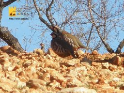 phoca_thumb_l_1709b