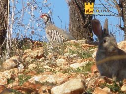 phoca_thumb_l_2398b