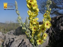 phoca_thumb_l_272b