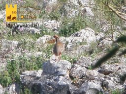 phoca_thumb_l_278b