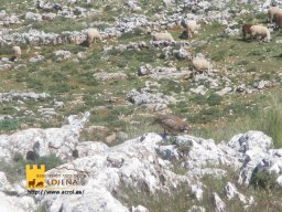 phoca_thumb_l_2942b
