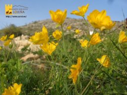 phoca_thumb_l_309b