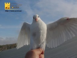 phoca_thumb_l_3113c
