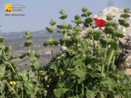phoca_thumb_l_324b