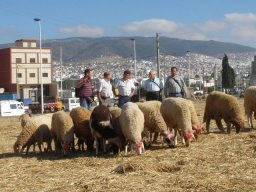 phoca_thumb_l_p1015441