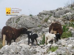 phoca_thumb_l_1196postal