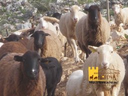 phoca_thumb_l_p1012242postal