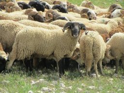 phoca_thumb_l_img_9509