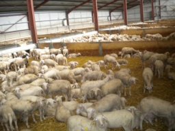 phoca_thumb_l_foto_7_francia