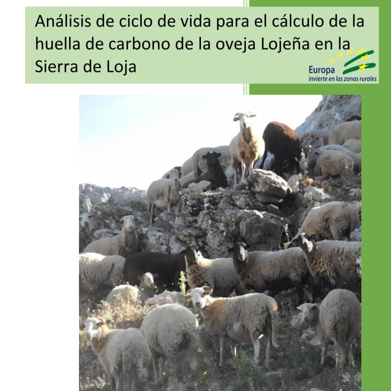 Oveja Lojena - Analisis Ciclo de Vida