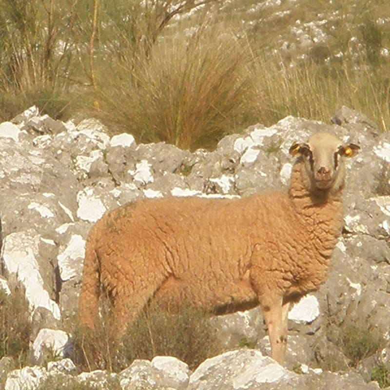 Fundación de la Raza - Acrol - Oveja Lojeña