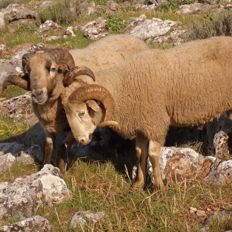 Oveja Lojena - Historia - Carrusel 2