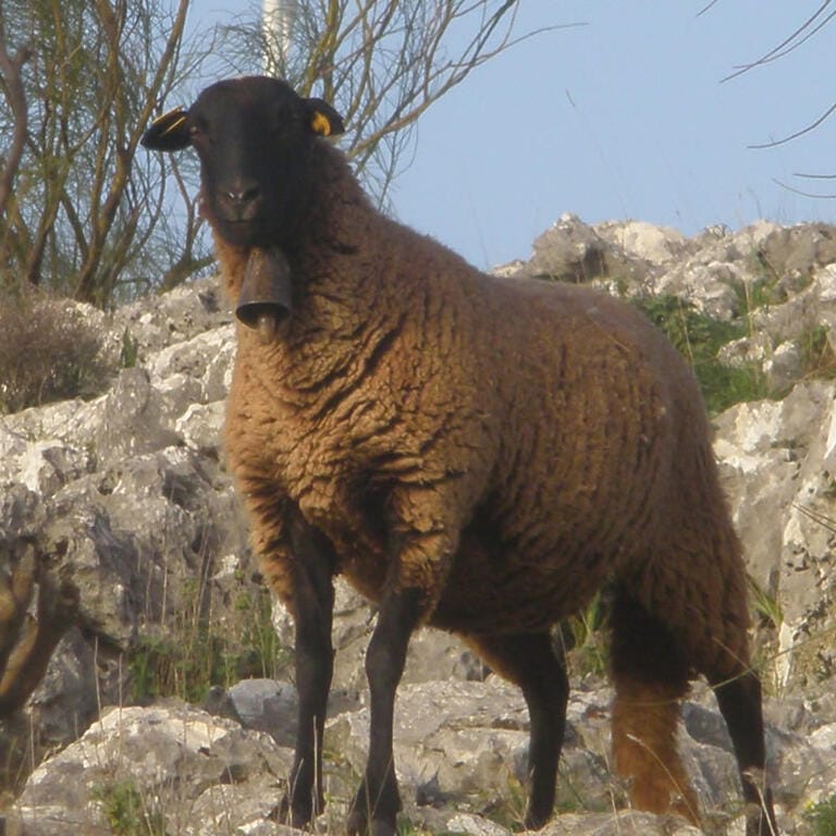 Oveja Lojena - Historia - Carrusel 6