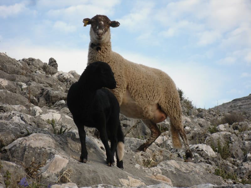 Oveja Lojena - Conocenos