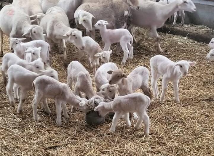 Oveja Lojeña y la escuela de pastores