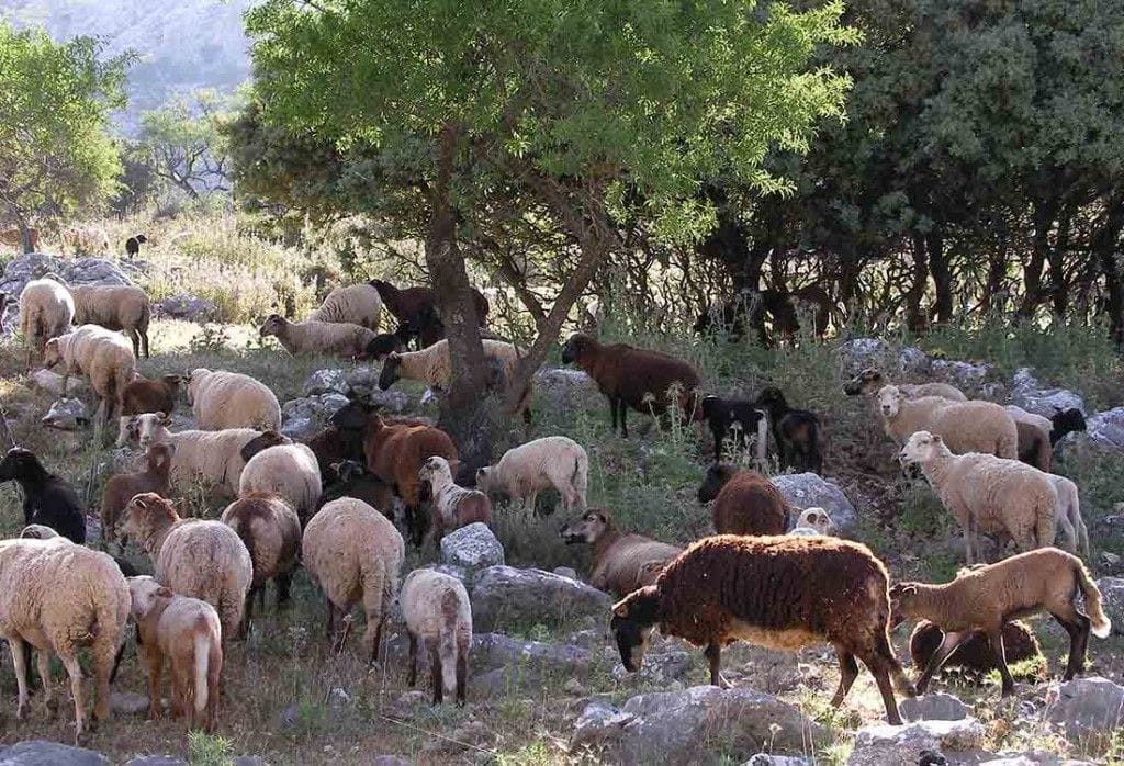 oveja lojeña tiene un sistema de produccion diferente