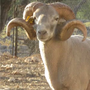 Oveja Lojena - Cabeza