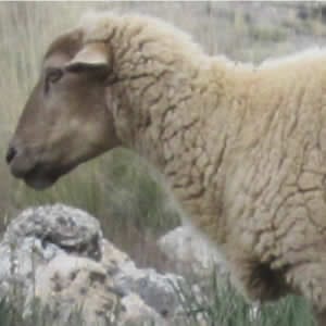 Oveja Lojena - Cuello