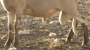 Oveja Lojena - Extremidades