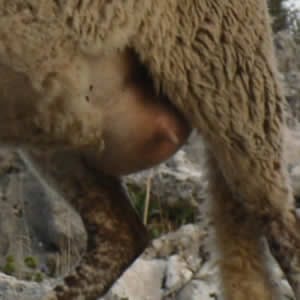 Oveja Lojena - Mamas