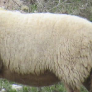 Oveja Lojena - Tronco